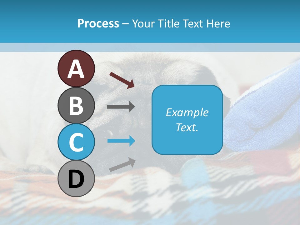 A Pug Dog Laying On A Blanket With A Blue Towel PowerPoint Template