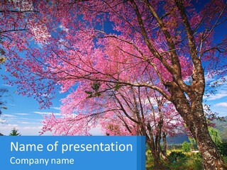 A Beautiful Pink Tree With Blue Sky In The Background PowerPoint Template