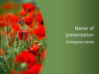 A Field Of Red Flowers With A Green Background PowerPoint Template