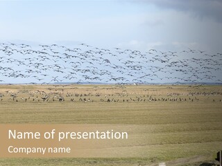 A Large Flock Of Birds Flying Over A Field PowerPoint Template