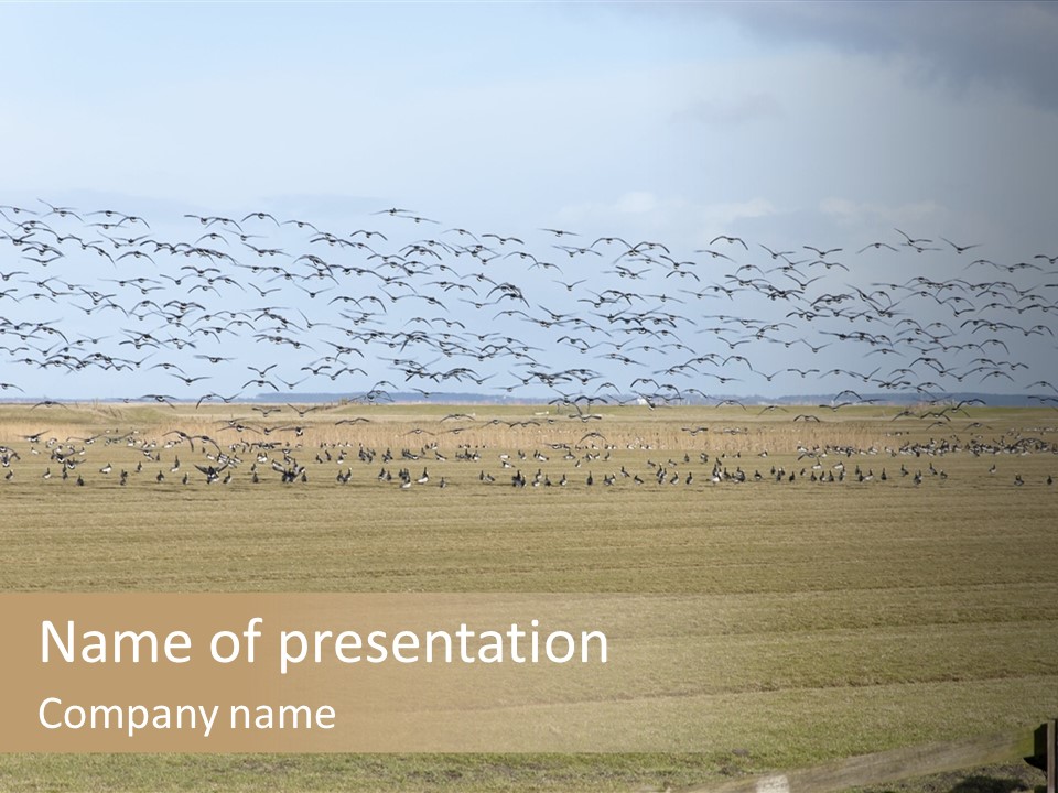 A Large Flock Of Birds Flying Over A Field PowerPoint Template