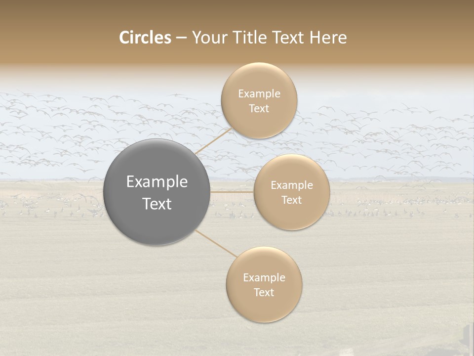 A Large Flock Of Birds Flying Over A Field PowerPoint Template
