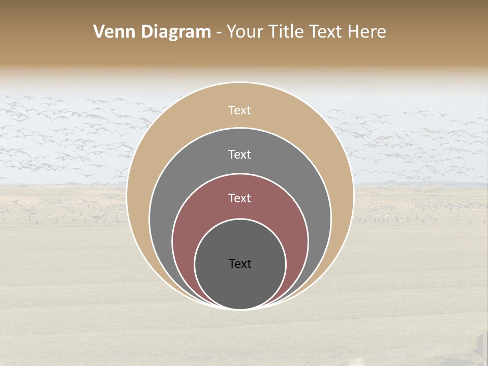 A Large Flock Of Birds Flying Over A Field PowerPoint Template