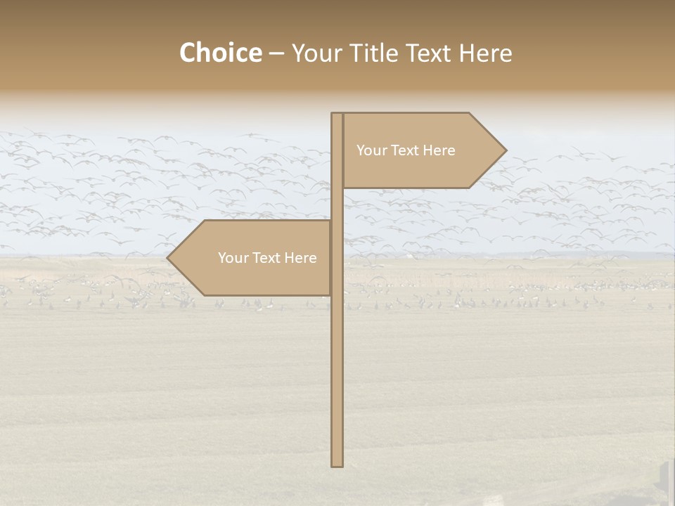 A Large Flock Of Birds Flying Over A Field PowerPoint Template