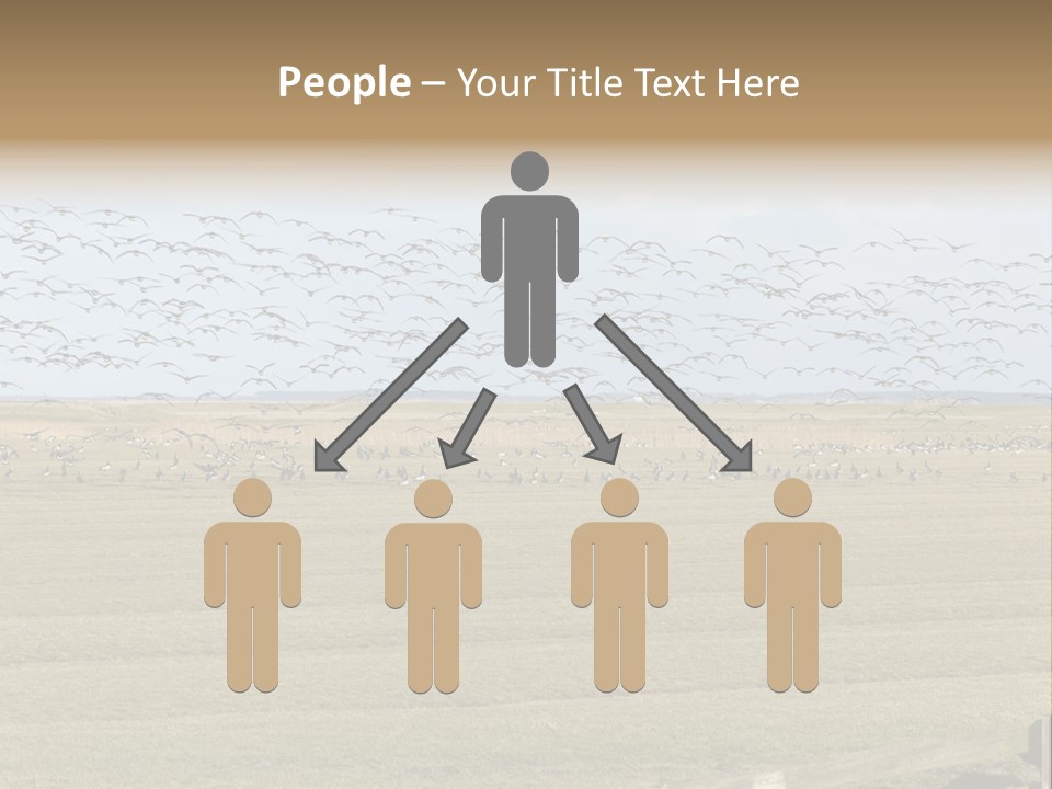 A Large Flock Of Birds Flying Over A Field PowerPoint Template