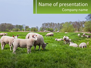 A Herd Of Sheep Standing On Top Of A Lush Green Field PowerPoint Template