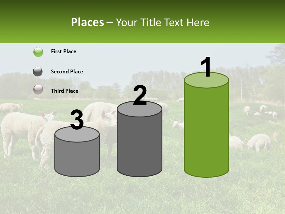 A Herd Of Sheep Standing On Top Of A Lush Green Field PowerPoint Template