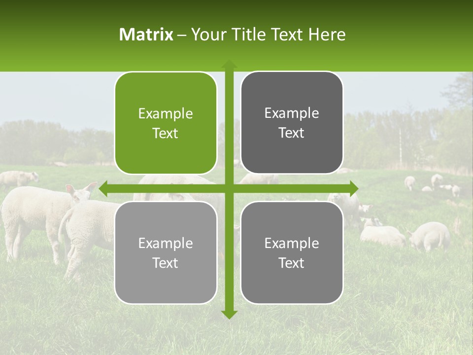 A Herd Of Sheep Standing On Top Of A Lush Green Field PowerPoint Template