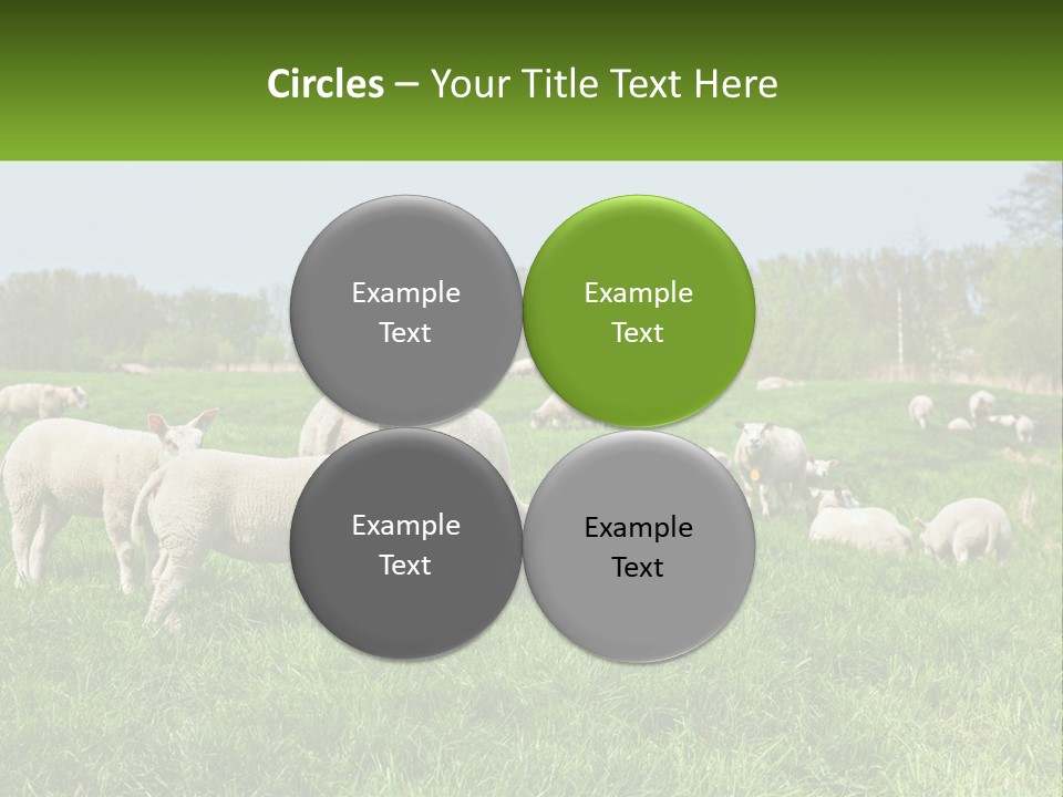 A Herd Of Sheep Standing On Top Of A Lush Green Field PowerPoint Template