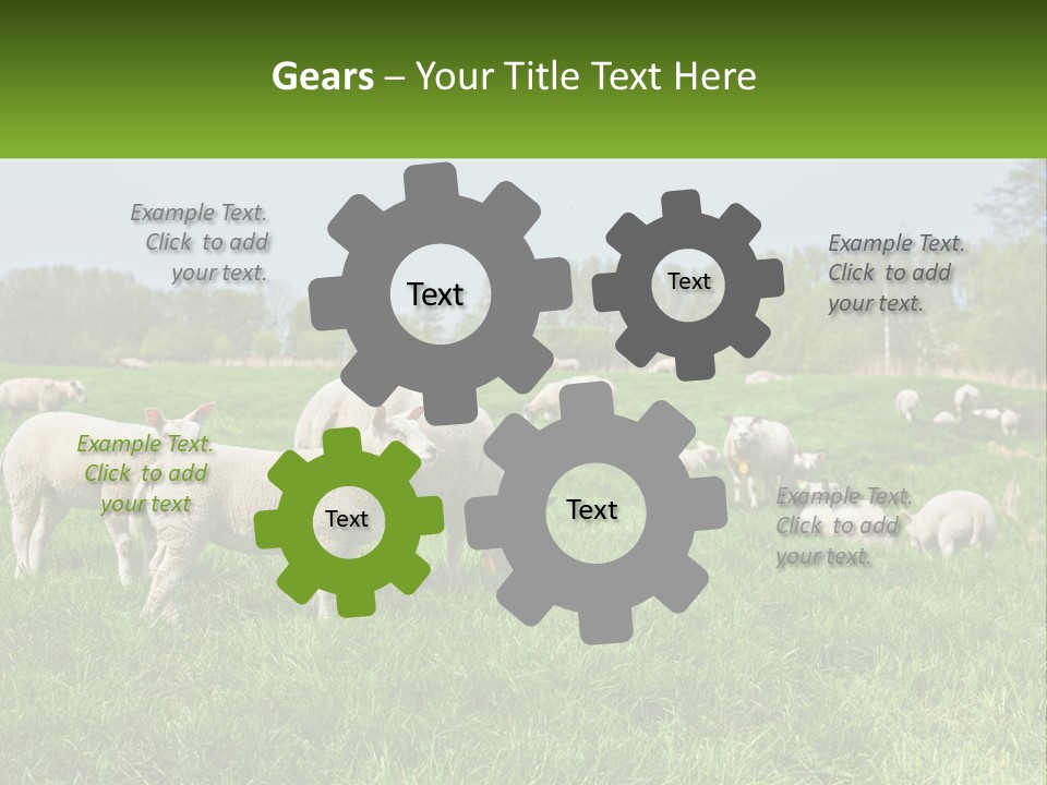 A Herd Of Sheep Standing On Top Of A Lush Green Field PowerPoint Template