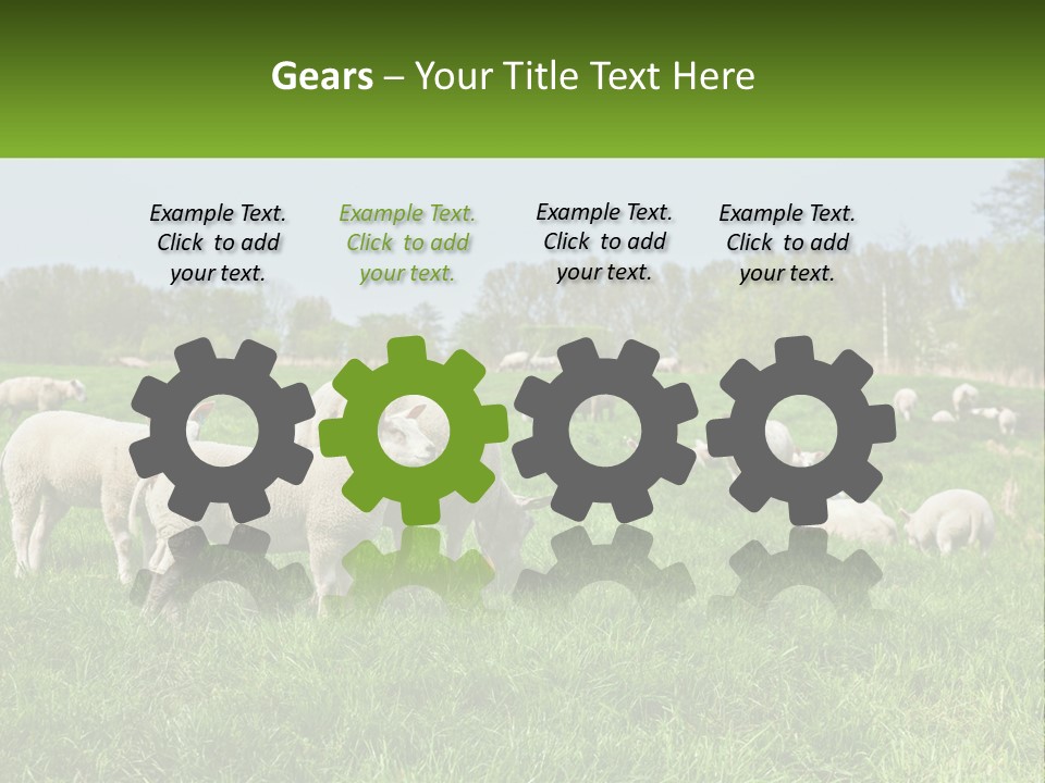 A Herd Of Sheep Standing On Top Of A Lush Green Field PowerPoint Template