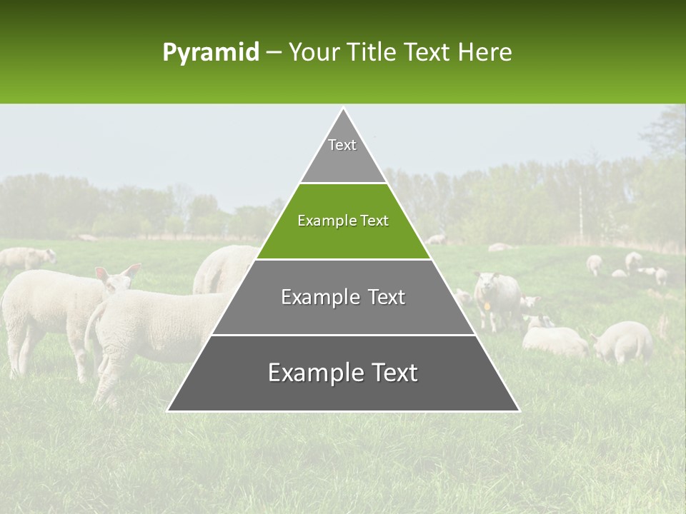 A Herd Of Sheep Standing On Top Of A Lush Green Field PowerPoint Template