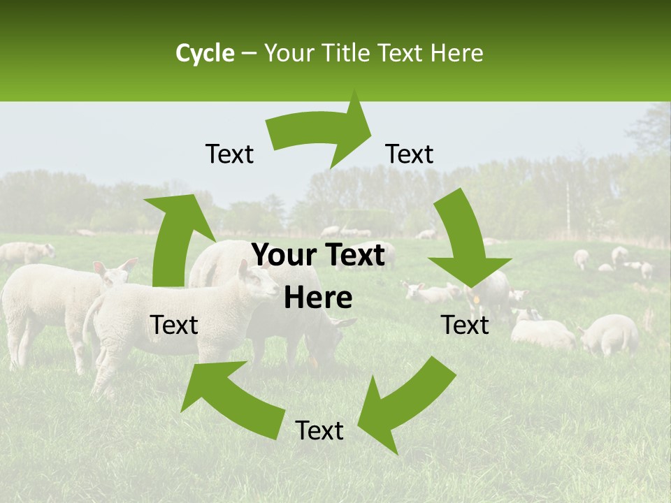 A Herd Of Sheep Standing On Top Of A Lush Green Field PowerPoint Template