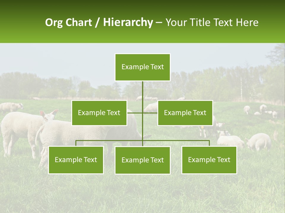 A Herd Of Sheep Standing On Top Of A Lush Green Field PowerPoint Template