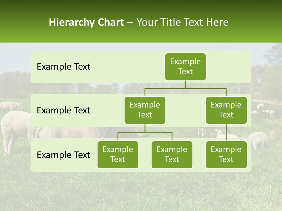 A Herd Of Sheep Standing On Top Of A Lush Green Field PowerPoint Template