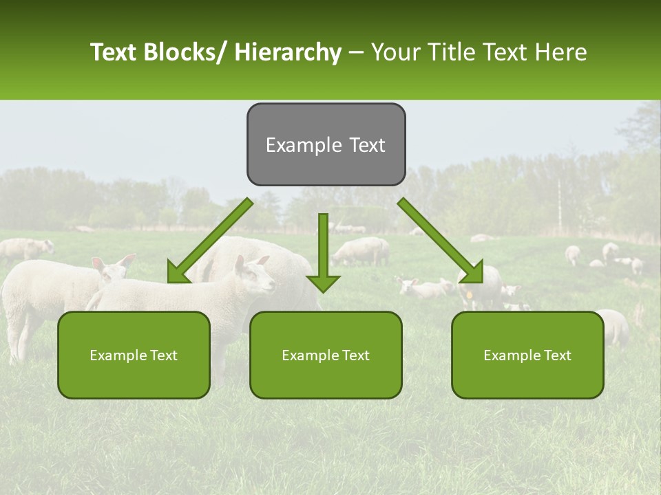 A Herd Of Sheep Standing On Top Of A Lush Green Field PowerPoint Template