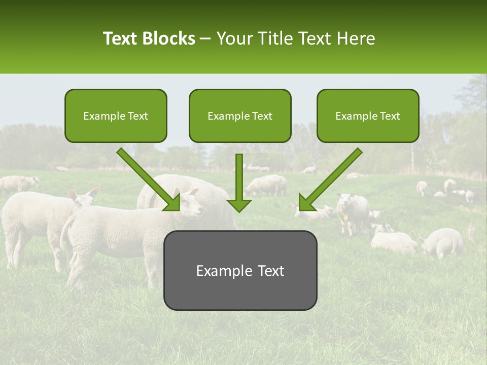 A Herd Of Sheep Standing On Top Of A Lush Green Field PowerPoint Template
