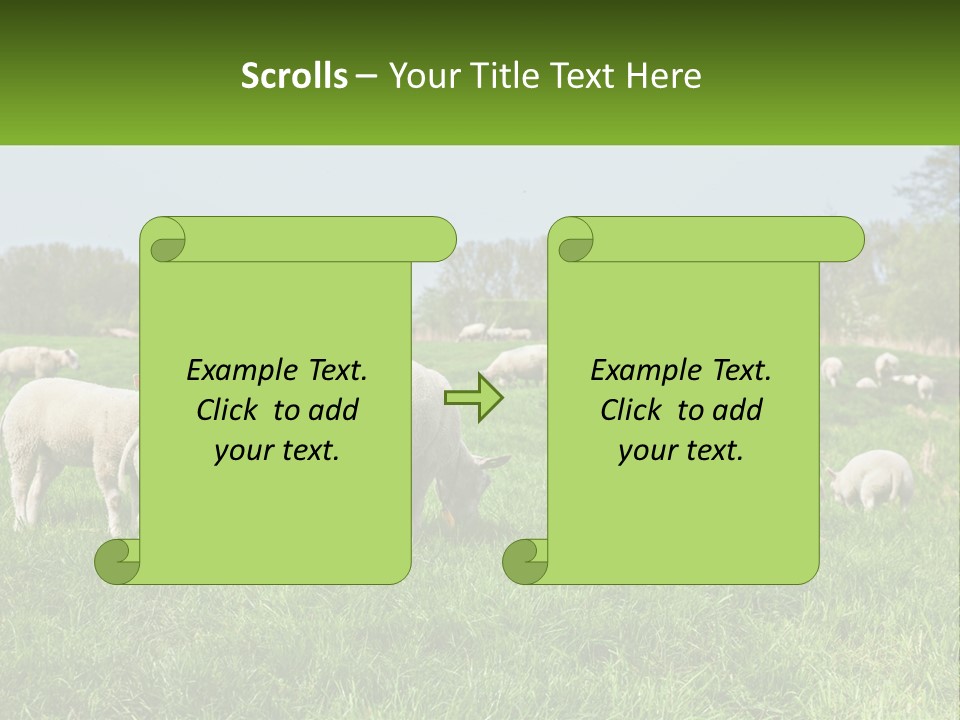 A Herd Of Sheep Standing On Top Of A Lush Green Field PowerPoint Template