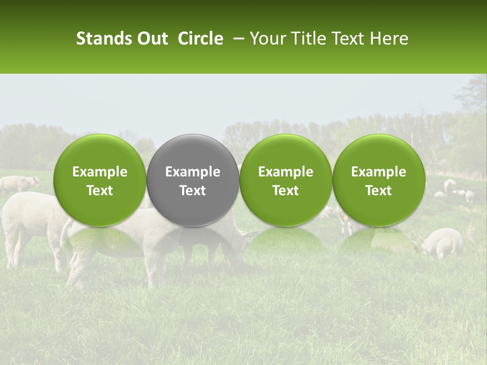 A Herd Of Sheep Standing On Top Of A Lush Green Field PowerPoint Template