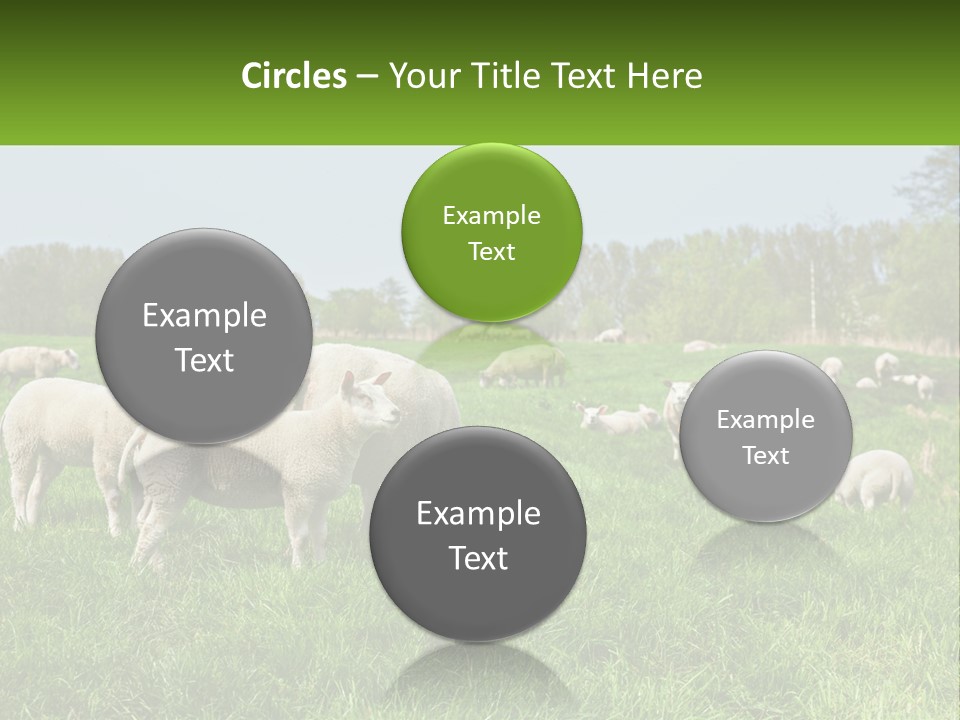 A Herd Of Sheep Standing On Top Of A Lush Green Field PowerPoint Template