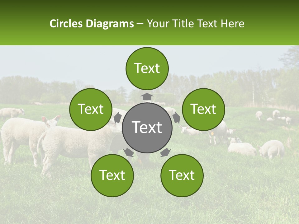 A Herd Of Sheep Standing On Top Of A Lush Green Field PowerPoint Template