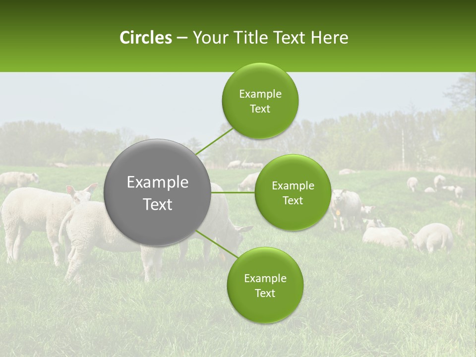 A Herd Of Sheep Standing On Top Of A Lush Green Field PowerPoint Template