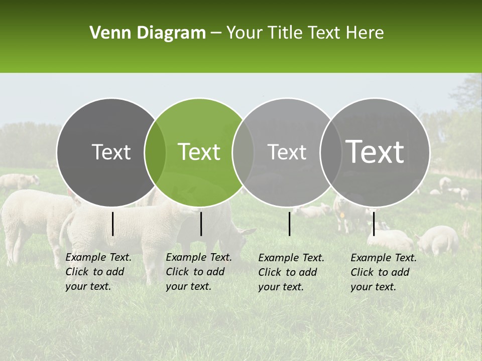 A Herd Of Sheep Standing On Top Of A Lush Green Field PowerPoint Template