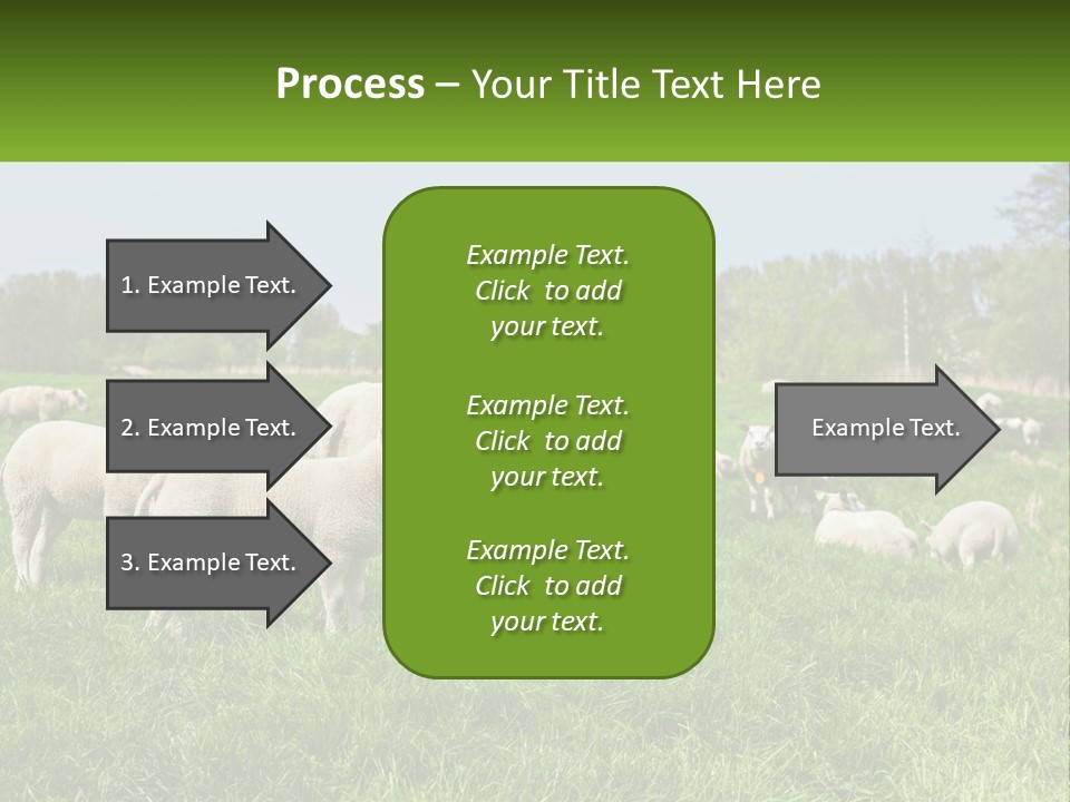 A Herd Of Sheep Standing On Top Of A Lush Green Field PowerPoint Template