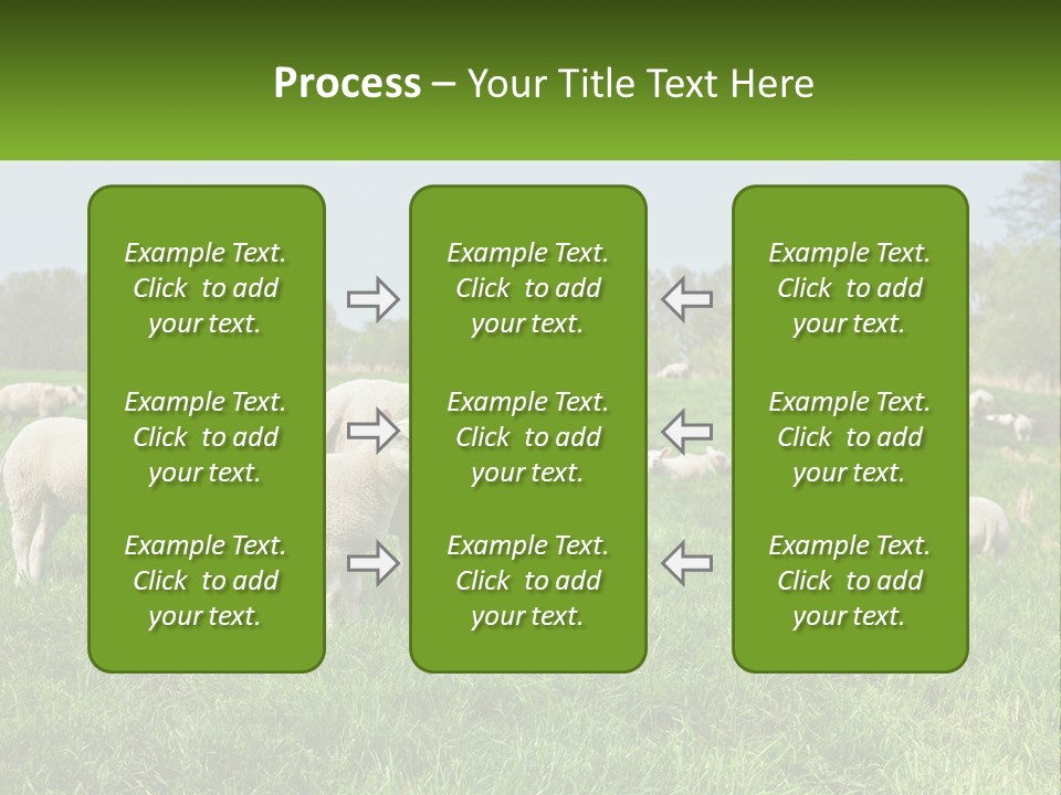 A Herd Of Sheep Standing On Top Of A Lush Green Field PowerPoint Template