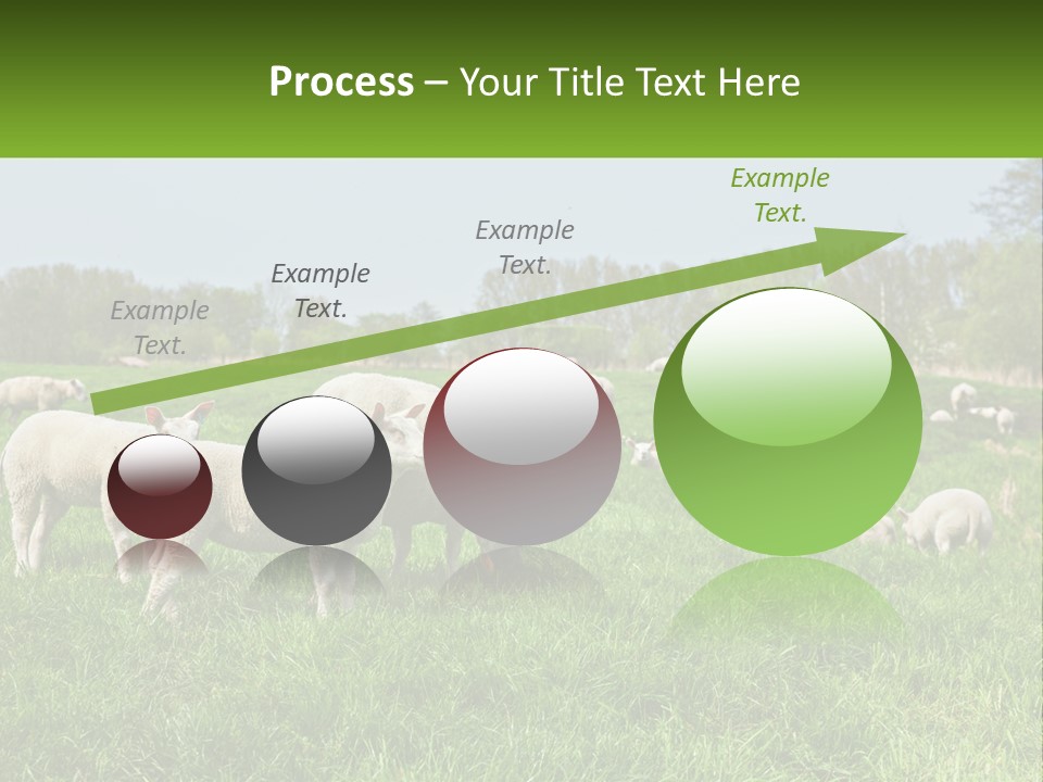 A Herd Of Sheep Standing On Top Of A Lush Green Field PowerPoint Template