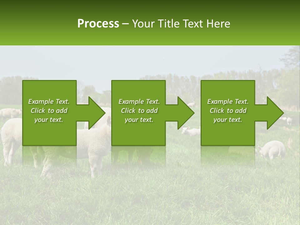A Herd Of Sheep Standing On Top Of A Lush Green Field PowerPoint Template