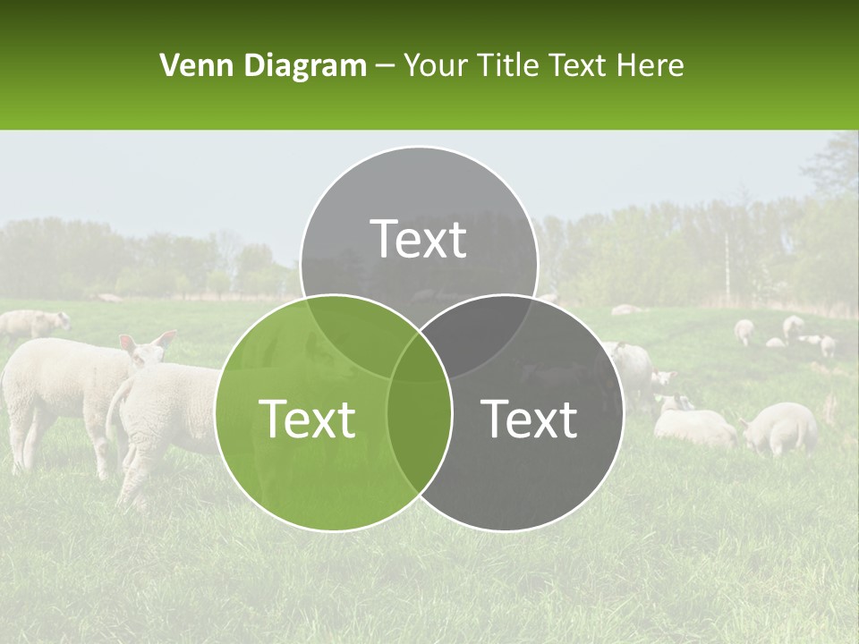 A Herd Of Sheep Standing On Top Of A Lush Green Field PowerPoint Template
