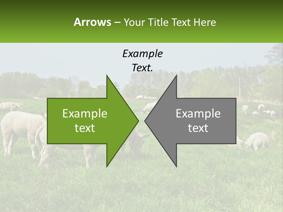 A Herd Of Sheep Standing On Top Of A Lush Green Field PowerPoint Template