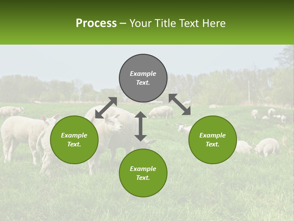 A Herd Of Sheep Standing On Top Of A Lush Green Field PowerPoint Template