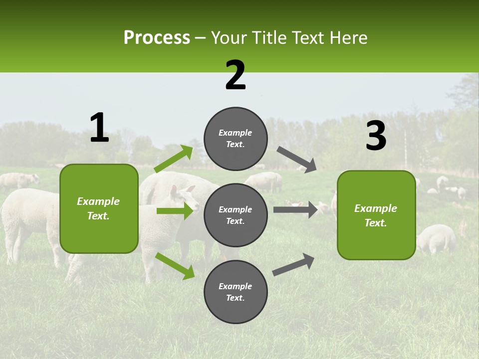 A Herd Of Sheep Standing On Top Of A Lush Green Field PowerPoint Template