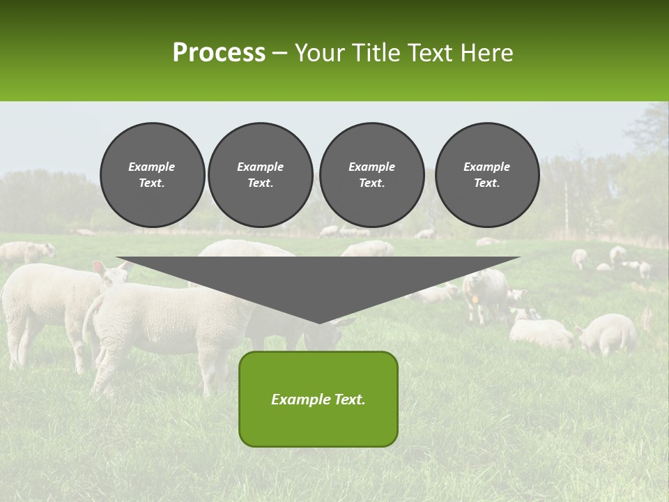 A Herd Of Sheep Standing On Top Of A Lush Green Field PowerPoint Template