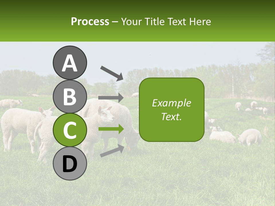 A Herd Of Sheep Standing On Top Of A Lush Green Field PowerPoint Template