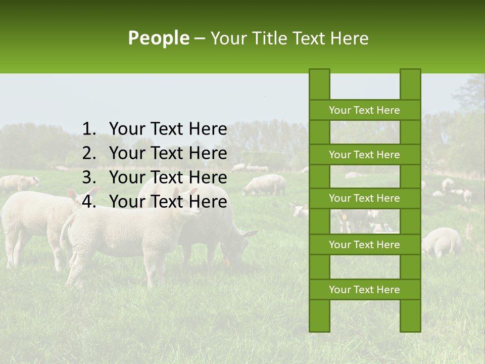 A Herd Of Sheep Standing On Top Of A Lush Green Field PowerPoint Template