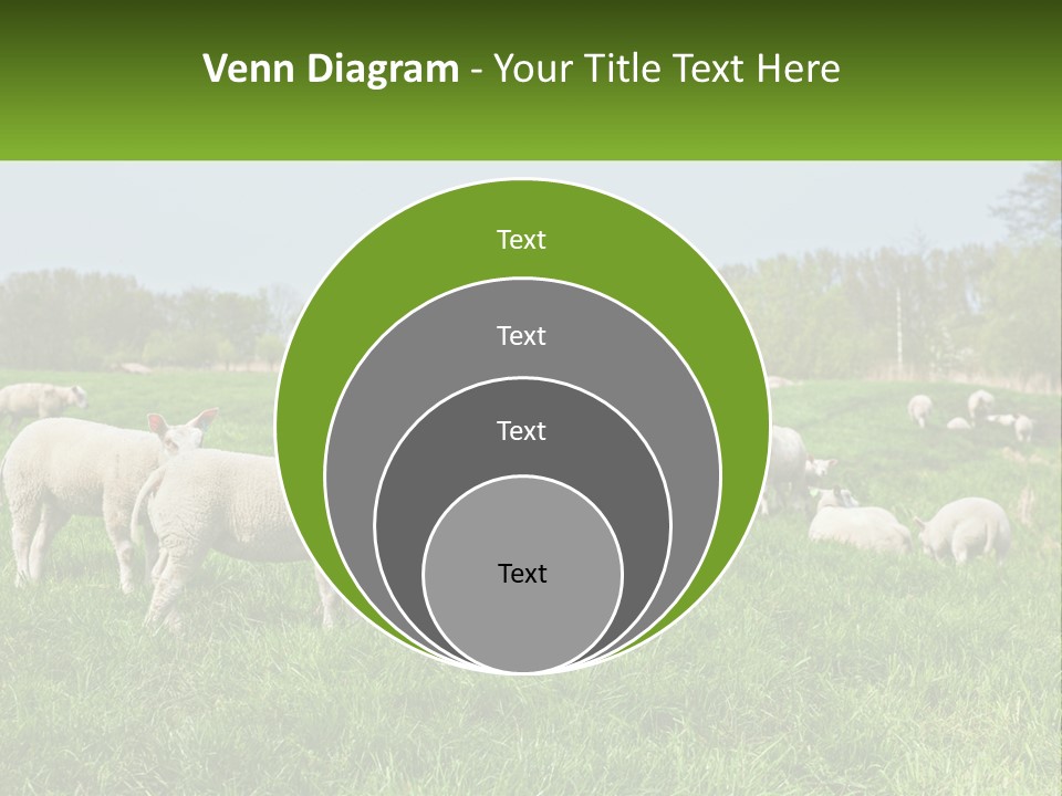 A Herd Of Sheep Standing On Top Of A Lush Green Field PowerPoint Template