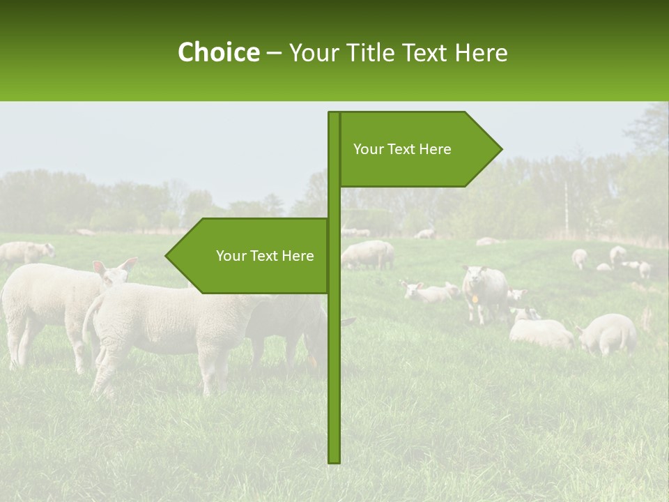 A Herd Of Sheep Standing On Top Of A Lush Green Field PowerPoint Template