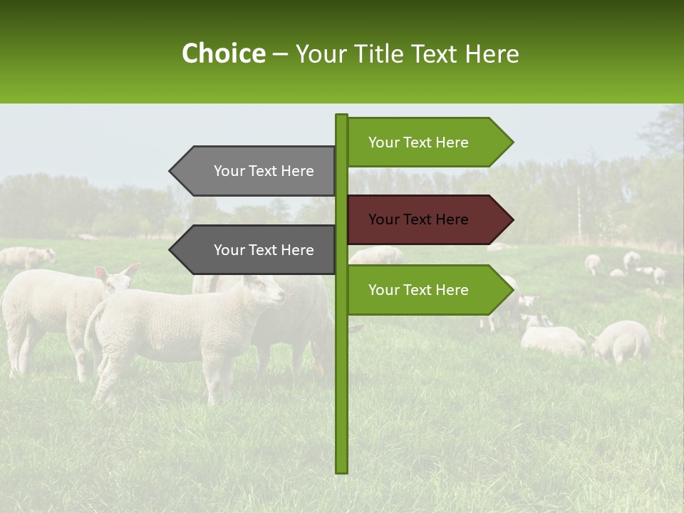 A Herd Of Sheep Standing On Top Of A Lush Green Field PowerPoint Template