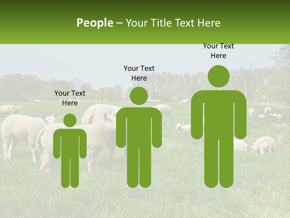 A Herd Of Sheep Standing On Top Of A Lush Green Field PowerPoint Template
