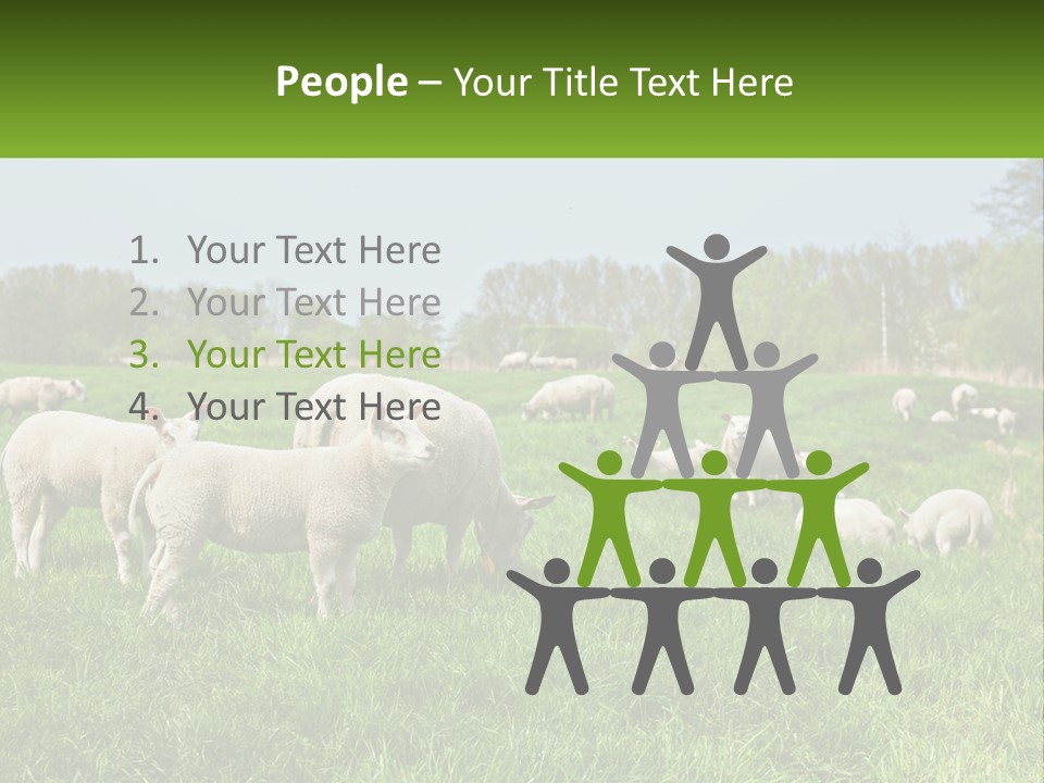 A Herd Of Sheep Standing On Top Of A Lush Green Field PowerPoint Template