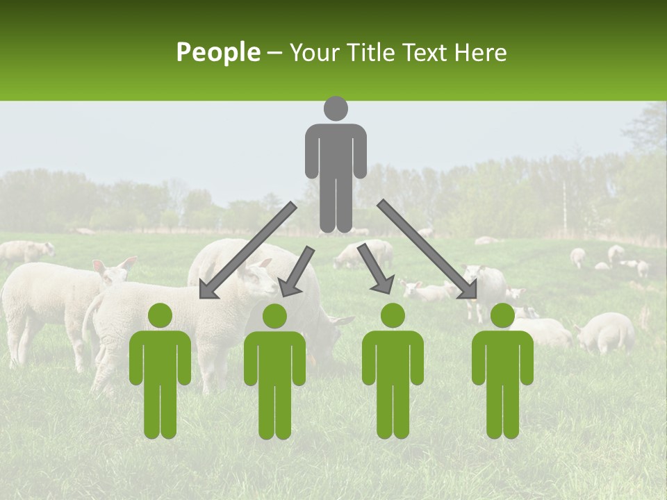 A Herd Of Sheep Standing On Top Of A Lush Green Field PowerPoint Template