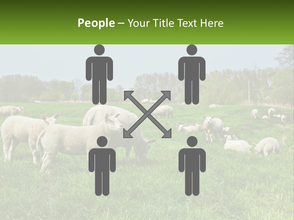 A Herd Of Sheep Standing On Top Of A Lush Green Field PowerPoint Template