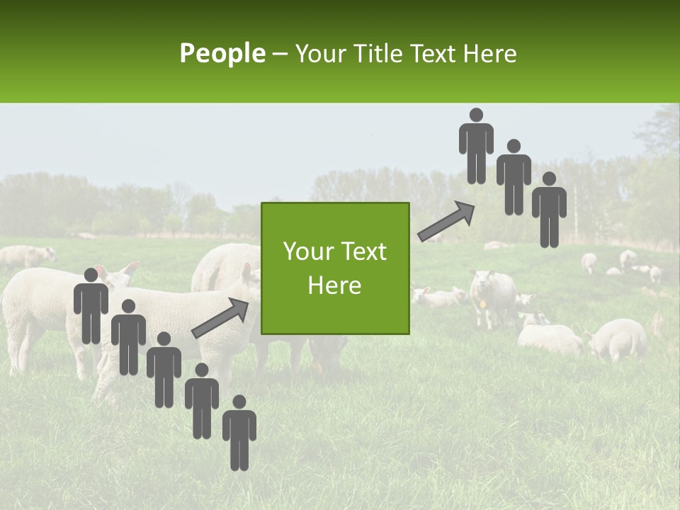 A Herd Of Sheep Standing On Top Of A Lush Green Field PowerPoint Template
