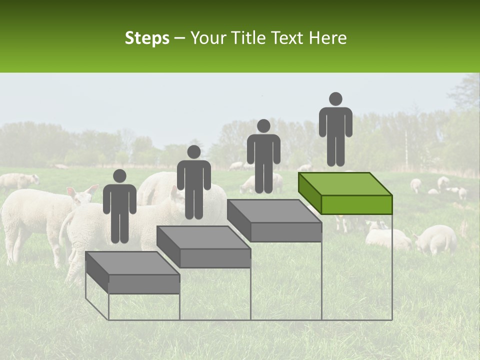 A Herd Of Sheep Standing On Top Of A Lush Green Field PowerPoint Template