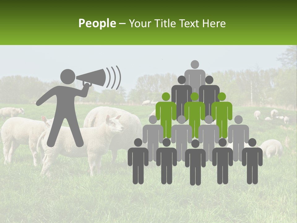 A Herd Of Sheep Standing On Top Of A Lush Green Field PowerPoint Template
