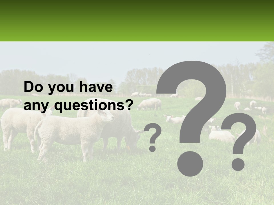 A Herd Of Sheep Standing On Top Of A Lush Green Field PowerPoint Template