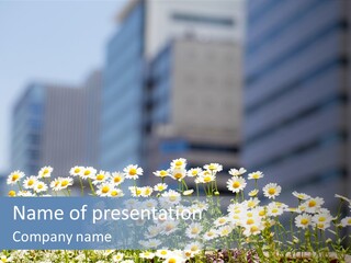 A Field Of Daisies In Front Of Tall Buildings PowerPoint Template